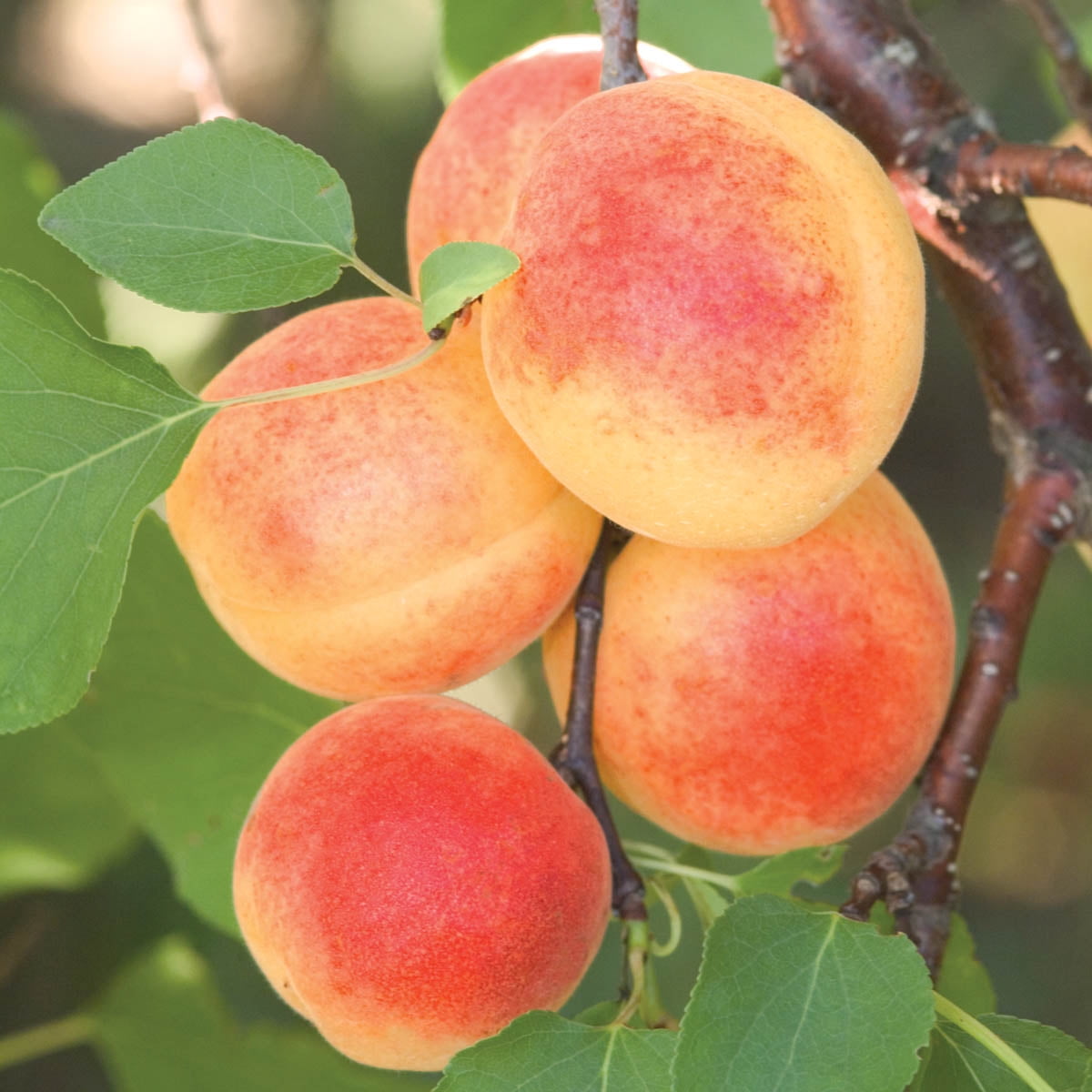 Sugar Pearls Apricot Dormant Bare Root Standard Starter Fruit Tree