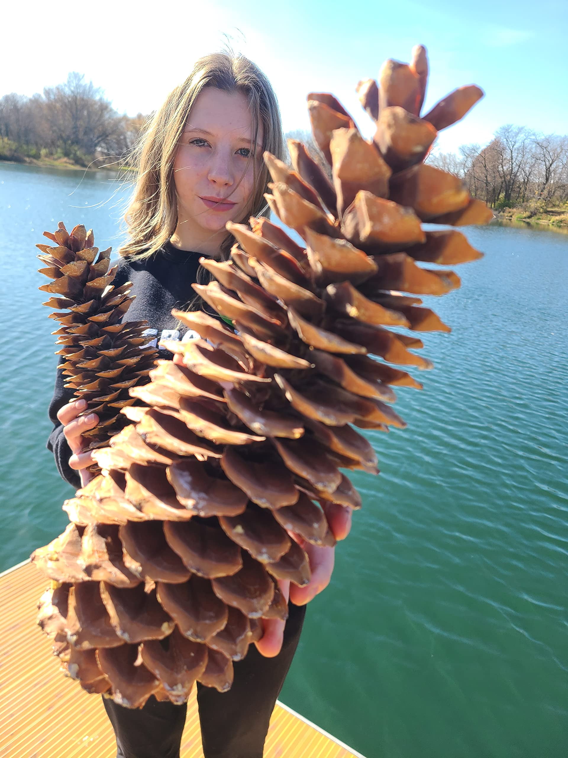 Sugar Pine Cones Biggest Pine Cones, Great for Seasonal Decoration or