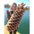 thumbnail image 1 of Sugar Pine Cones - Biggest Pine Cones, Great for Seasonal Decoration or Crafts, 10-14 Inch Length (1 Giant Cone), 1 of 4