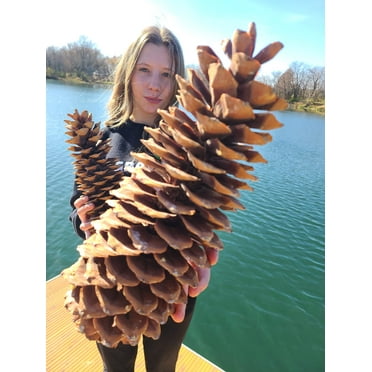 Sugar Pine Cones - Biggest Pine Cones, Great for Seasonal Decoration or Crafts, 10-14 Inch Length (2 Giant Cones)