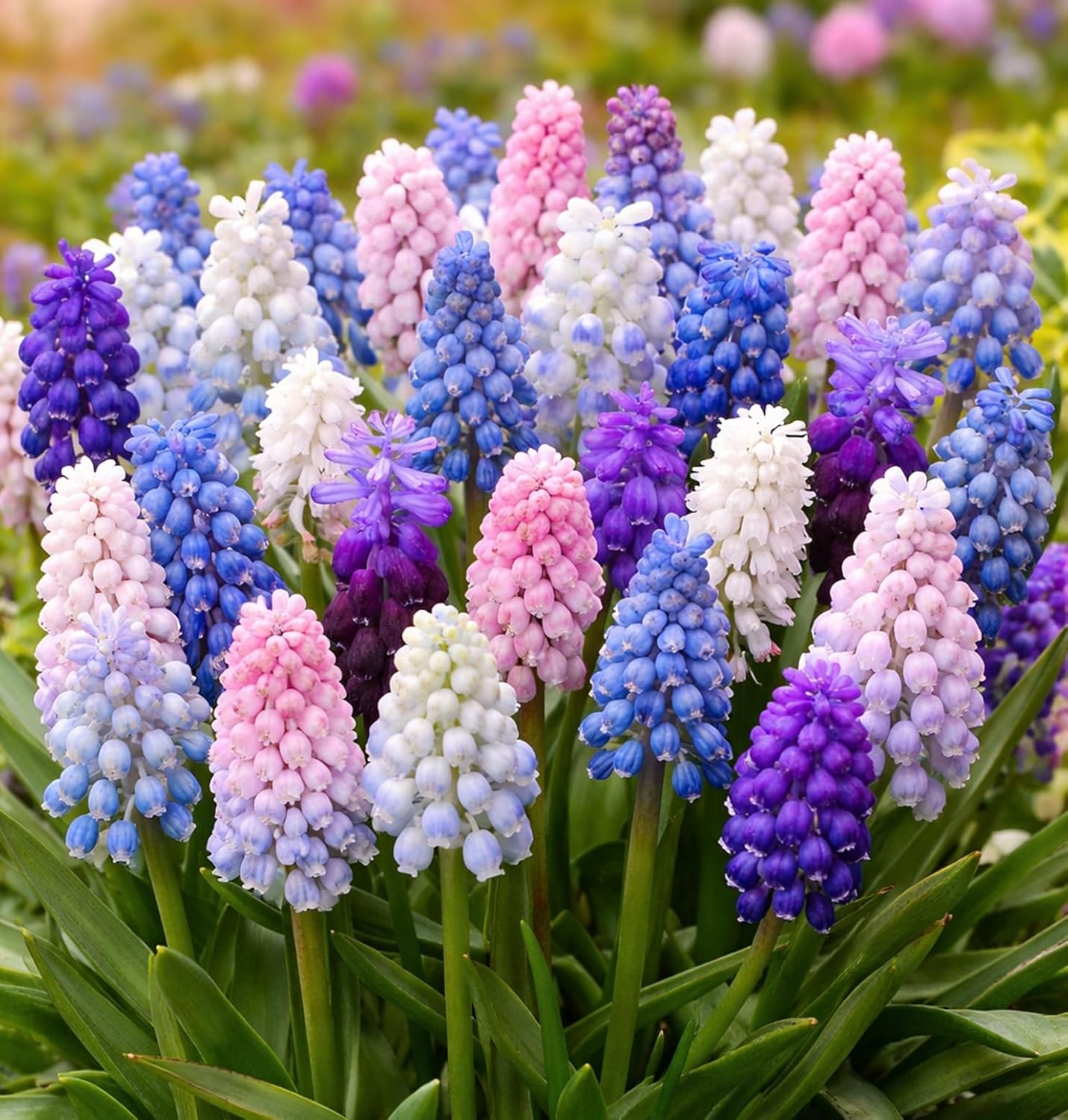 Sugar Plum Blend Muscari Bulbs for Planting - Easy to Grow Perennial ...