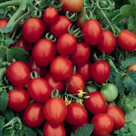 Sugar Plum F1 Hybrid Tomato Seeds - 300 Mg Packet ~70 Seeds - Non-GMO, F1 Hybrid - Vegetable Garden - Lycopersicon esculentum