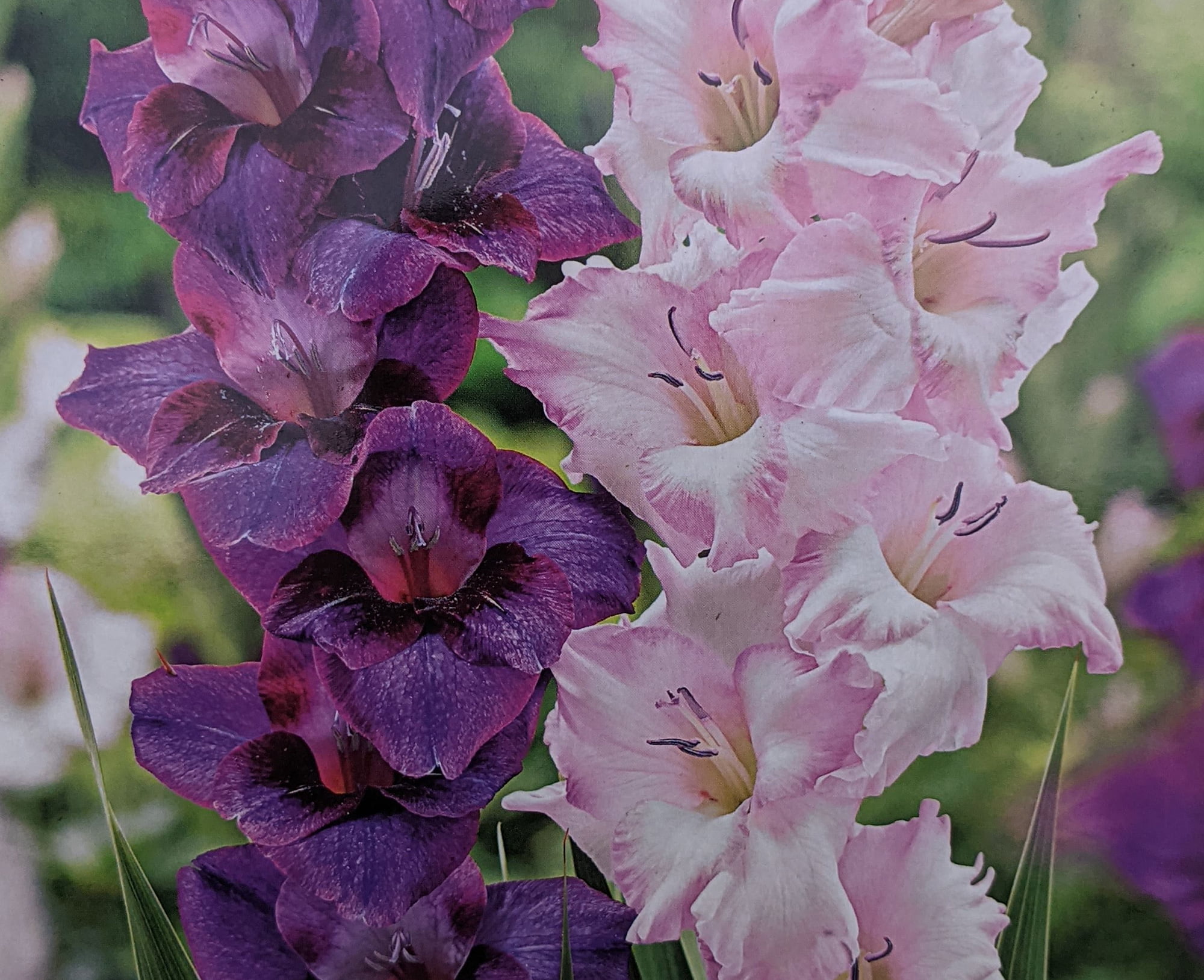 Sugar Plum Mix Gladiolus 30 Bulbs - 12/14 cm bulbs - Walmart.com