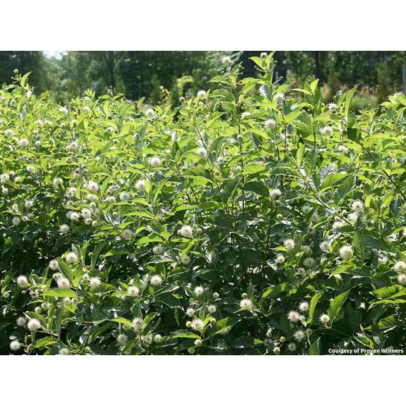 Sugar Shack 2.0 Buttonbush- 3 Gallon Shrub