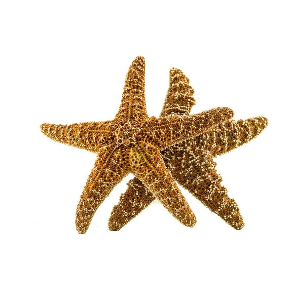 Sugar Starfish 4 to 6inch Large 2 pack Real Brown Sugar Starfish