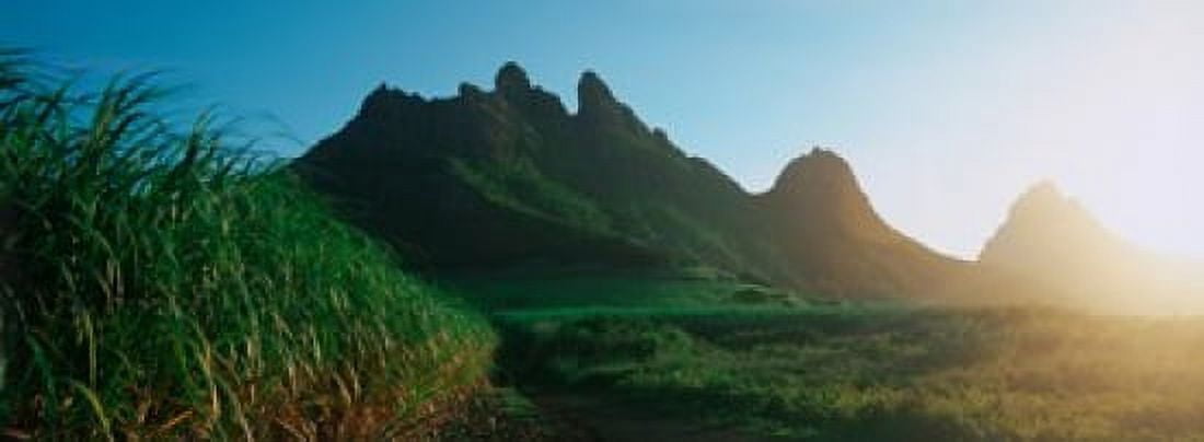 Sugar cane crop in a field Trois Mamelles Mauritius island Mauritius Canvas Art - Panoramic Images (18 x 7)