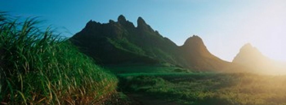 Sugar cane crop in a field Trois Mamelles Mauritius island Mauritius Canvas Art - Panoramic Images (36 x 13)