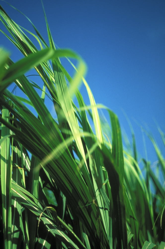 Sugarcane Plant Close-Up With Blue Sky In Background Canvas Art - Vince Cavataio Design Pics (11 x 17)