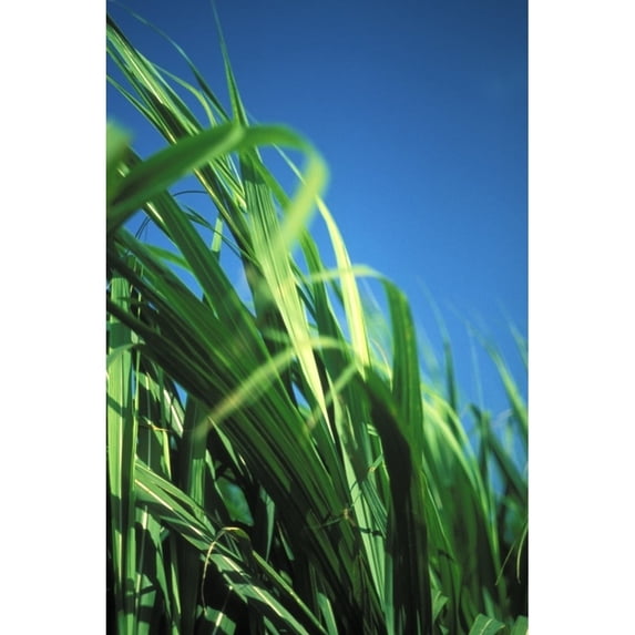 Sugarcane Plant Close-Up With Blue Sky In Background Poster Print