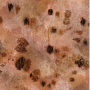 Sugared and Bronzed-5L Poster Print - Melissa Renee 12 x 12