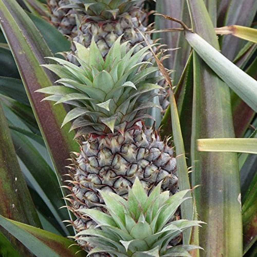 Sugarloaf Pineapple (Kona Sugarloaf) Ananas comosus Live Plant