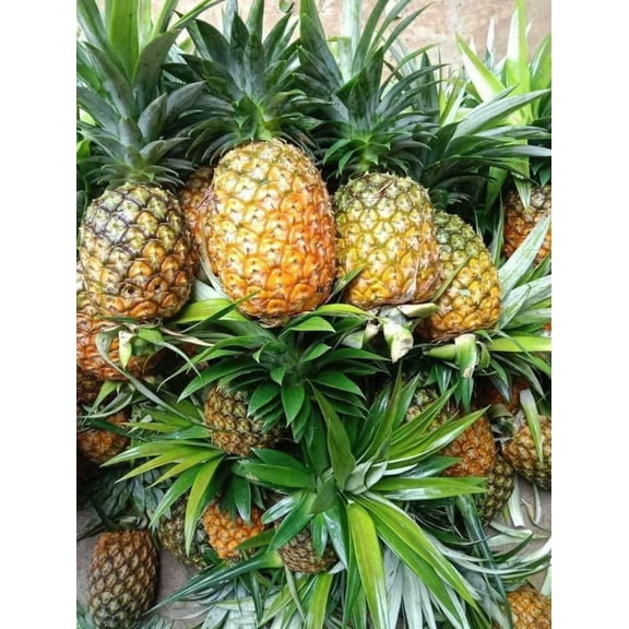 Sugarloaf Pineapple Plant Ananas Comosus Tropical Pineapple Fruit Seedling 4-6"Tall