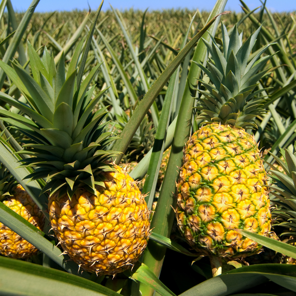 Sugarloaf Pineapple Plant Live, Edible and Fruit Bearing for Planting, Sweet Pineapple Fruit Tree