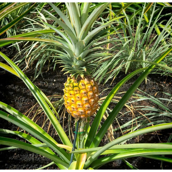 Sugarloaf Pineapple Plant Live, Tropical Pineapple Starter Plant for Home or Garden, 46 Inch Tall