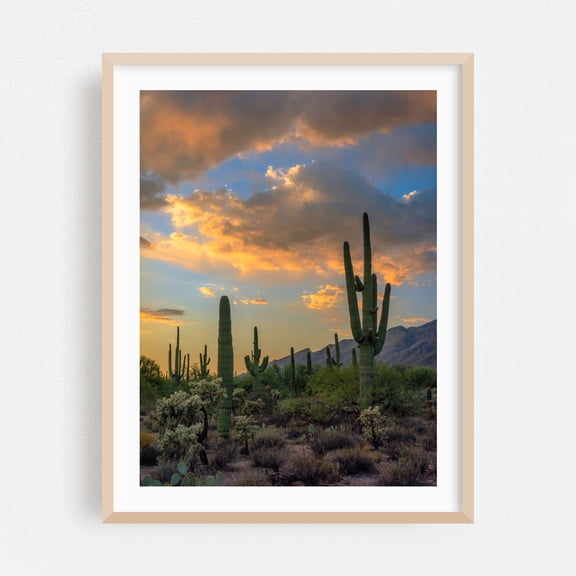 Suguaro Cacti sunset - Arizona Photography Desert Cactus Sunset Nature Landscape Scenic Wilderness Oak Framed Wall Art Print 16 x 20 inches