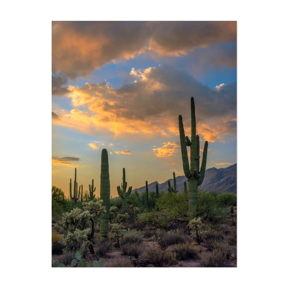 Suguaro Cacti sunset - Arizona Photography Desert Cactus Sunset Nature Landscape Scenic Wilderness Unframed Wall Art Print 12 x 16 inches