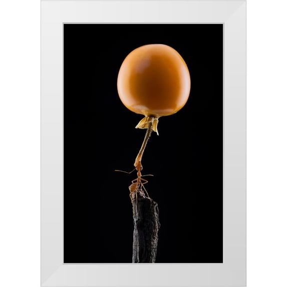 Suhardjo, Lisdiyanto 13x18 White Modern Wood Framed Museum Art Print Titled - Mighty Ant Lift-Up A Tomato