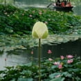 thumbnail image 1 of Sulaicai Simulation Lotus Lea, Lifelike Water Lily Buds Ornaments, Silk Artificial Flower Lotus Seedpod, Household Living Room and Dining Table Decoration, 1Pcs, 1 of 6