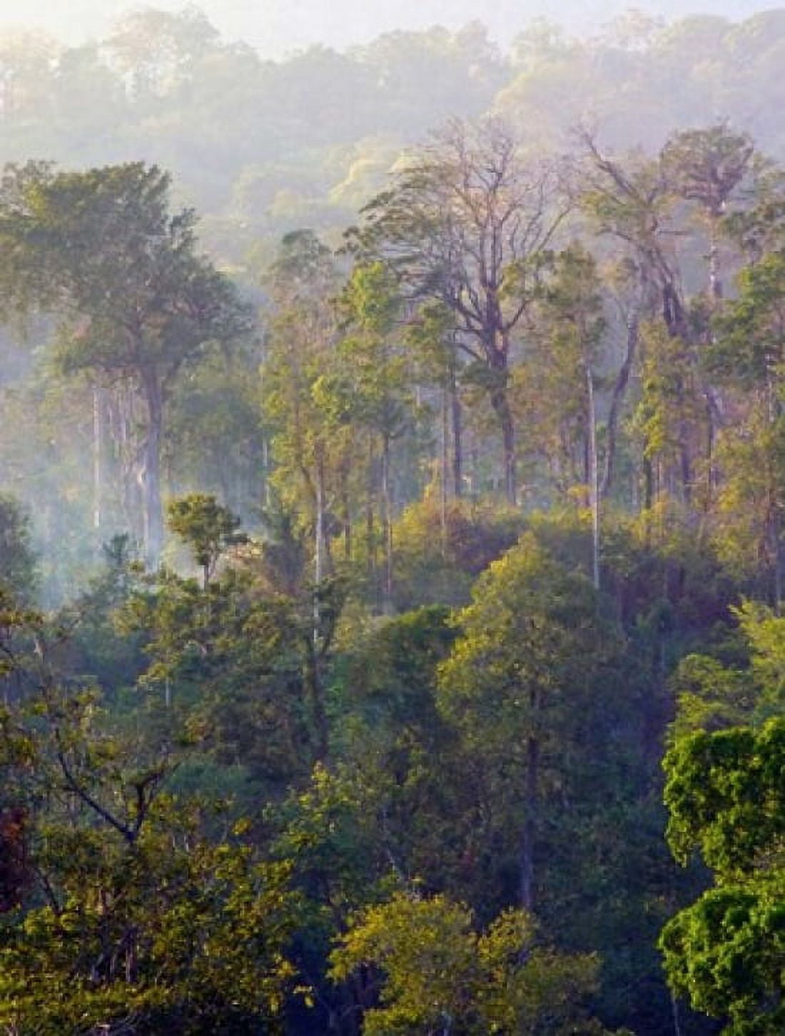 Sulawesi Tangkoko Rainforest Sulawesi Canvas Art - Connie Bransilver DanitaDelimont (20 x 26)
