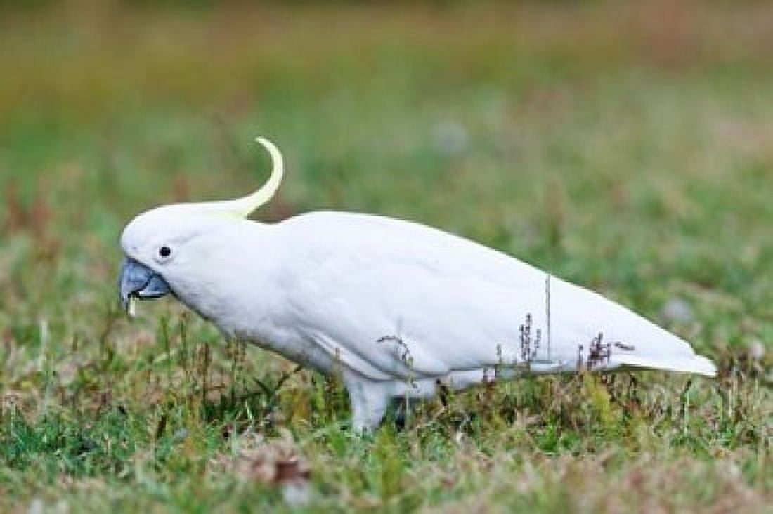 Sulfur-crested Cockatoo bird Australia Canvas Art - Martin Zwick DanitaDelimont (36 x 24)
