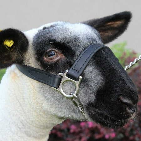 Sullivan Supply FIRST CLASS SHEEP/GOAT HALTER Black S/M