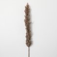 thumbnail image 1 of Sullivans Artificial Dried Tall Sepia Plume 43"H Brown, 1 of 3