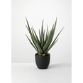 thumbnail image 1 of Sullivans Artificial Potted Aloe 24"H Green, 1 of 6