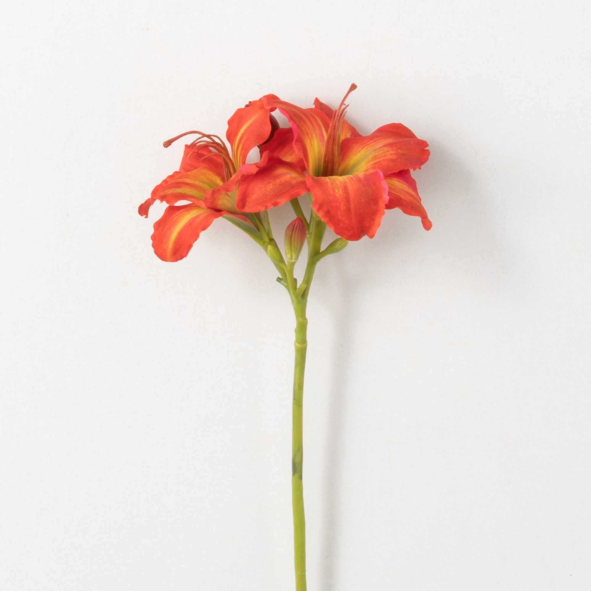 Orange Glow Poppy – The Lily Pad Bulb Farm