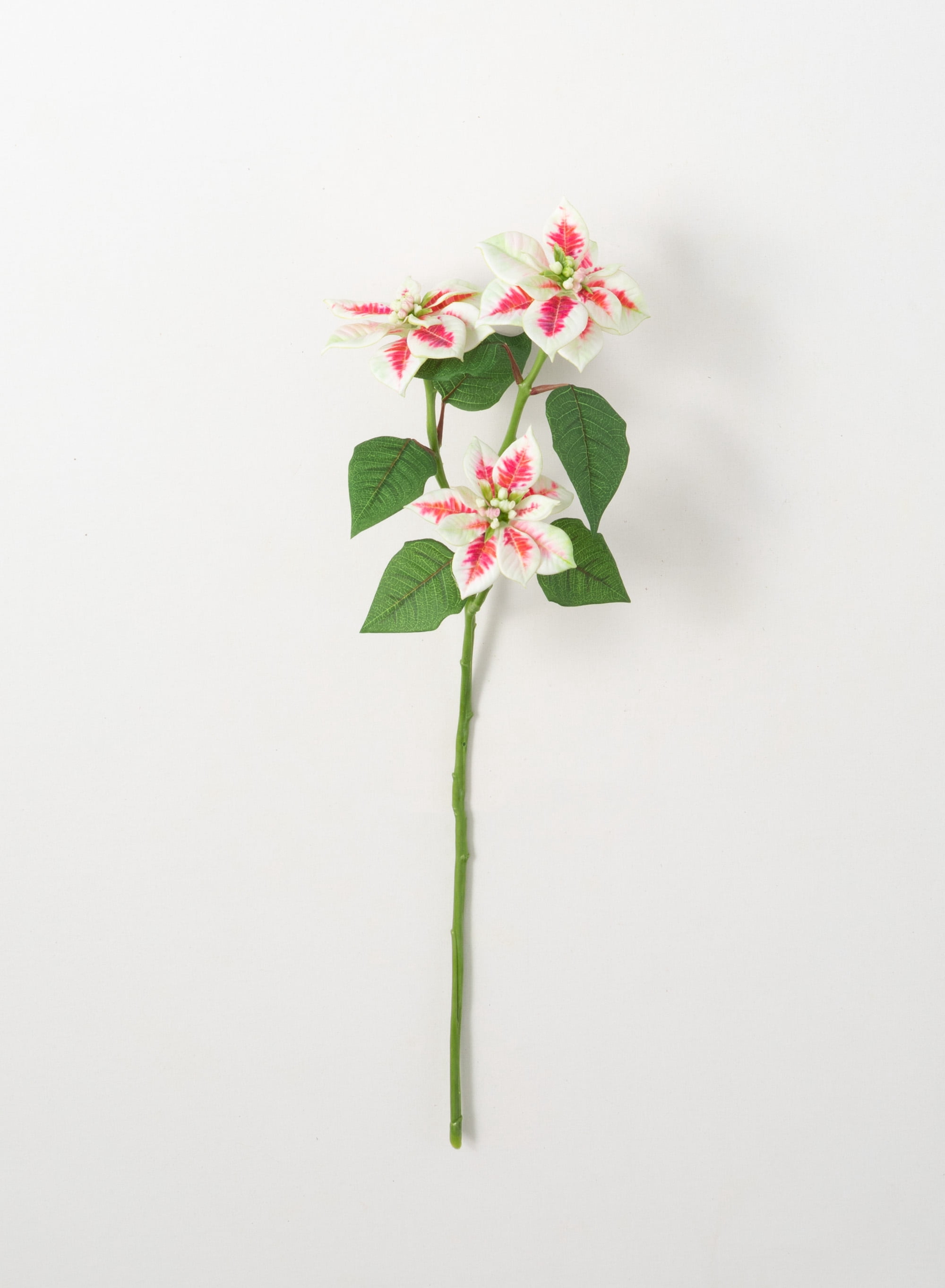 Sullivans Artificial White Red Poinsettia Stem 25"H Off-White Flowers