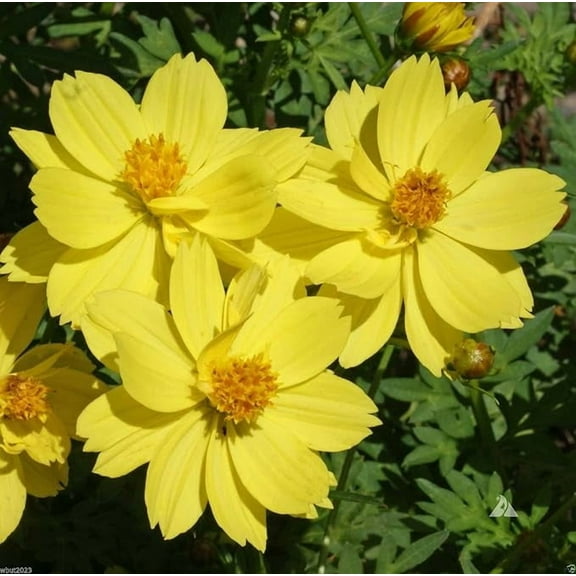 Sulphur Cosmos, Dwarf Lemon (200 Seeds), Attract Bees, Hummingbirds, Butterflies