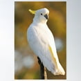 thumbnail image 1 of Sulphur Crested Cockatoo. Cedar Creek, Queensland Australia. Poster Wall Art, Modern Wall Decor For Living Room Bedroom, 16x24 UNFRAMED, 1 of 3