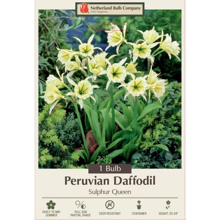 Sulphur Queen Peruvian Daffodil Bulb - Hymenocallis - Fragrant