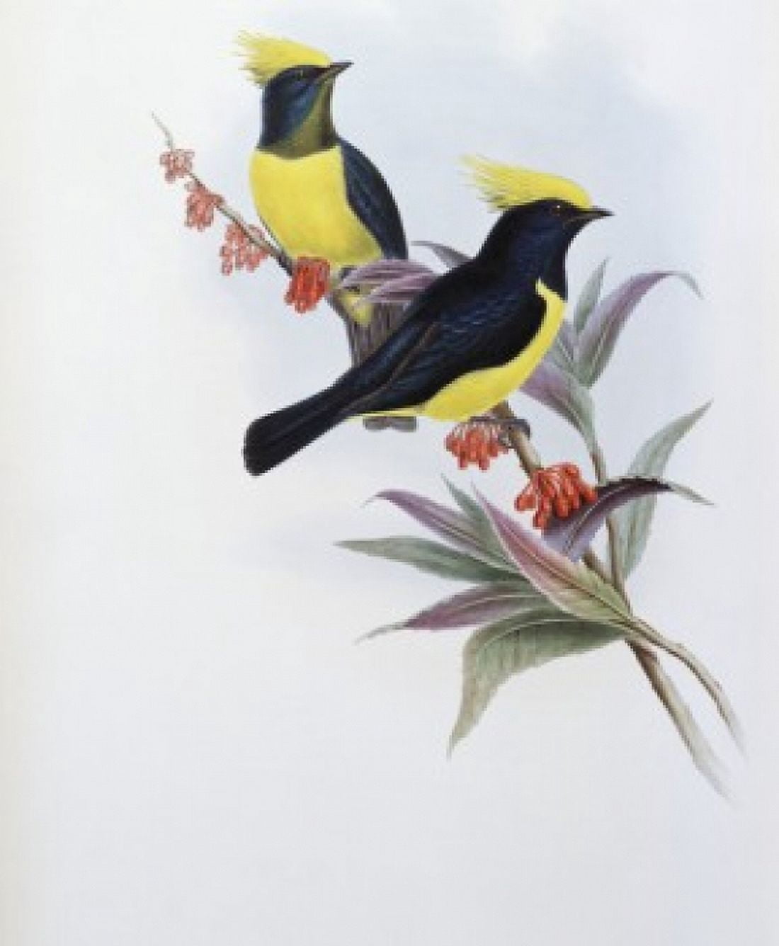 Sultan Tit John Gould (1804-1881 British) Canvas Art - John Gould (18 x 24)