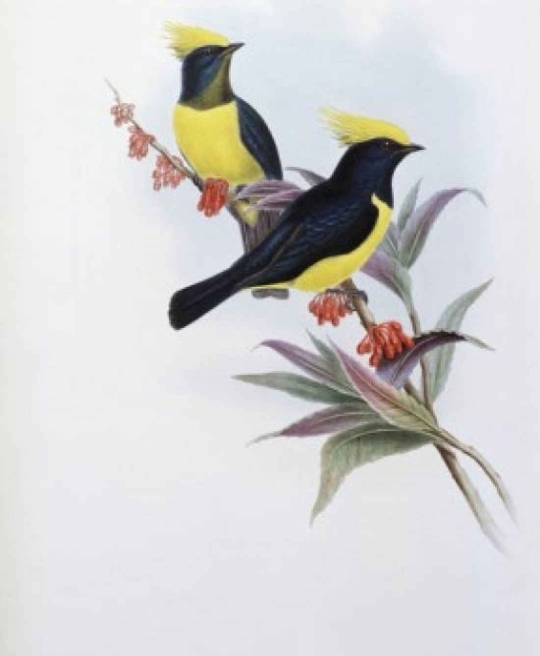 Sultan Tit John Gould (1804-1881 British) Canvas Art - John Gould (24 x 36)