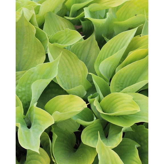 Sum  Substance Large Leaved Hosta - 3 root divisions