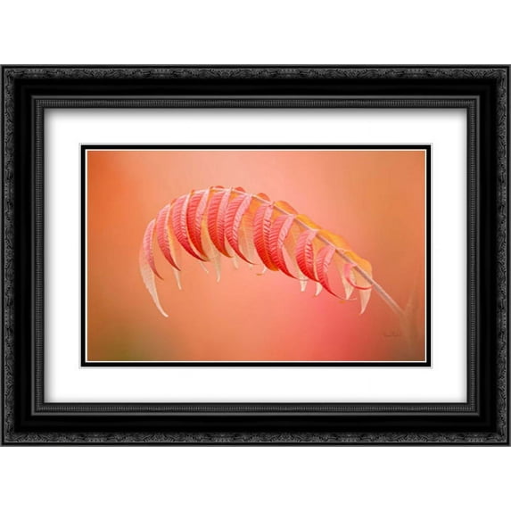Sumac Branch 2x Matted 24x18 Black Ornate Framed Art Print by Murdock, Ramona