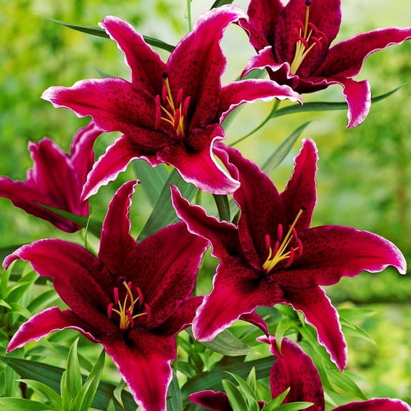 Sumatra Oriental Lilies Flower Bulbs - 3 Lily Bulbs per Pack - Pleasantly Scented - Attracts Butterflies and Hummingbirds - Good as Cut Flowers - Grows Well In Containers - Perennializing Garden