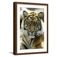 thumbnail image 1 of Art.com Sumatra Tiger Portrait Photographic Print, Brown Frame Wall Art, 17" x 23", 1 of 5