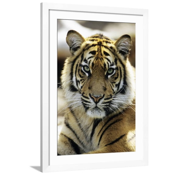 Art.com Sumatra Tiger Portrait Photographic Print, White Frame Wall Art, 32" x 44"