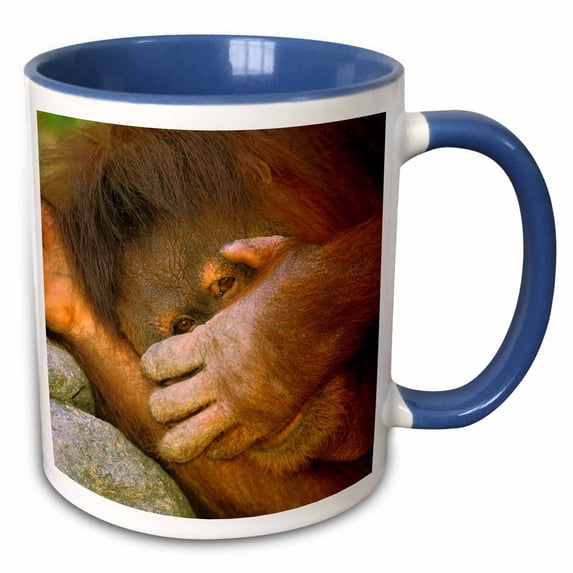 3drose, Sumatran Orangutan, Primate - Na02 Aje0269 - Adam Jones, 11oz Two-tone Blue Mug