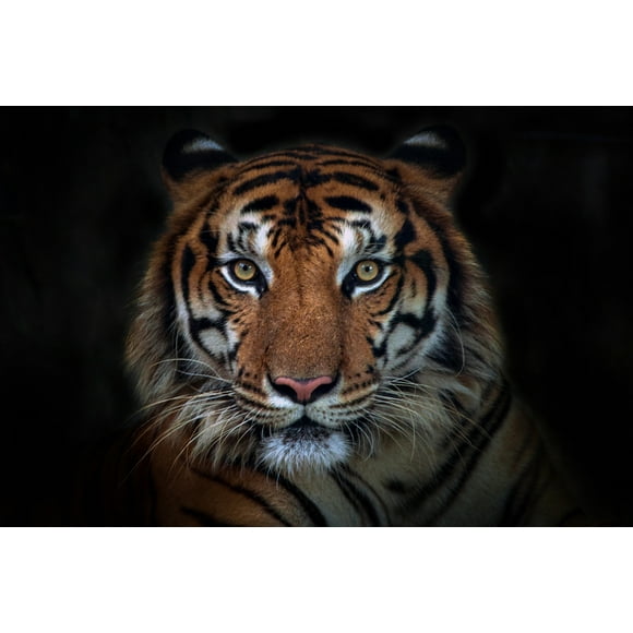 Sumatran Tiger Close Up Face Portrait Panthera Tigris Sumatrae Wild Animal Big Cat Photo Cool Wall Art Print Poster 12x18