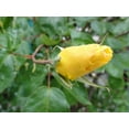 thumbnail image 1 of Sumerlin Bloom of Yellow Rose Glossy Poster, 1 of 2
