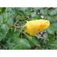 thumbnail image 1 of Sumerlin Bloom of Yellow Rose Wall Decal, 1 of 2