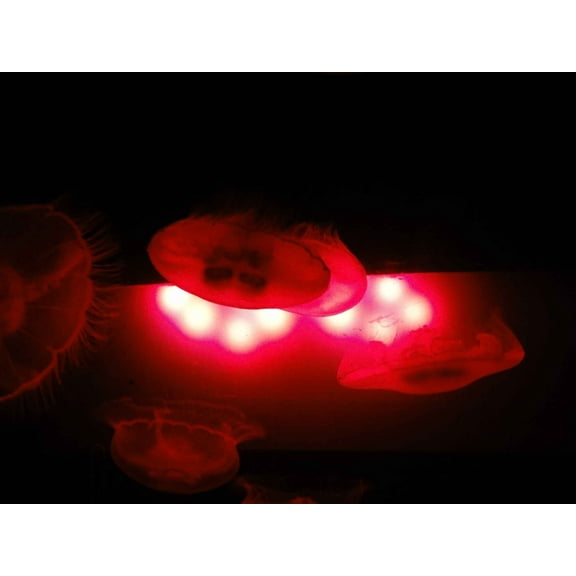 Sumerlin Jellyfish Wall Decal