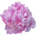thumbnail image 1 of Sumerlin Lavender Peony Wall Decal Cutout, 1 of 2