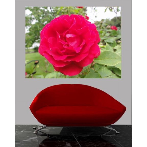 Sumerlin Red Rose I Glossy Poster