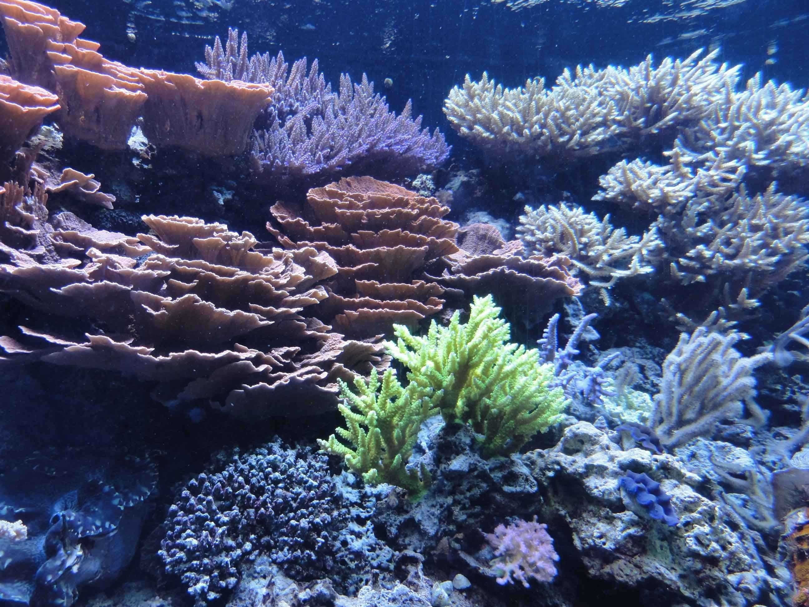 Sumerlin Sea Coral I Wall Decal - Walmart.com