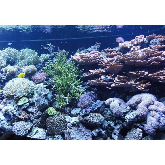 Sumerlin Sea Coral II Glossy Poster