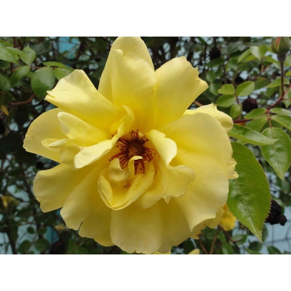 Sumerlin Yellow Rose I Glossy Poster