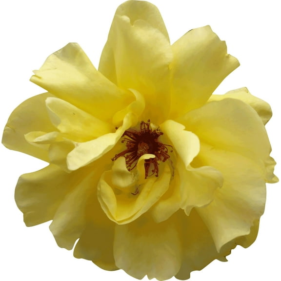 Sumerlin Yellow Rose Wall Decal Cutout